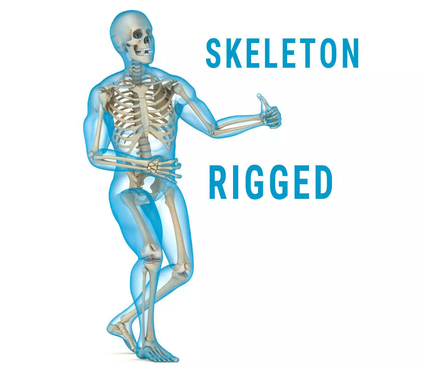 Human Skeleton and body Rigged Anatomy Low-poly 3D model_0