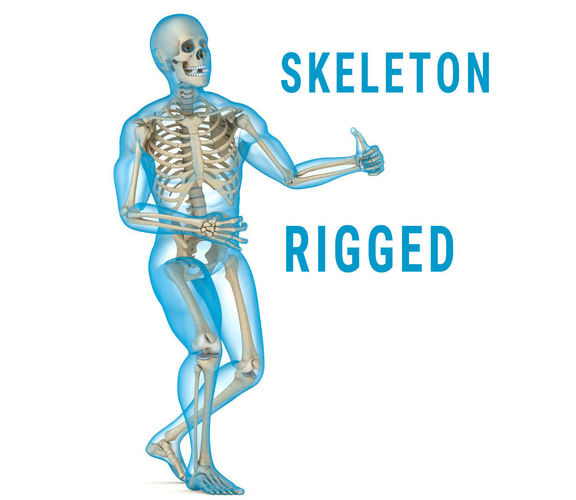 Human Skeleton and body Rigged Anatomy Low-poly 3D model