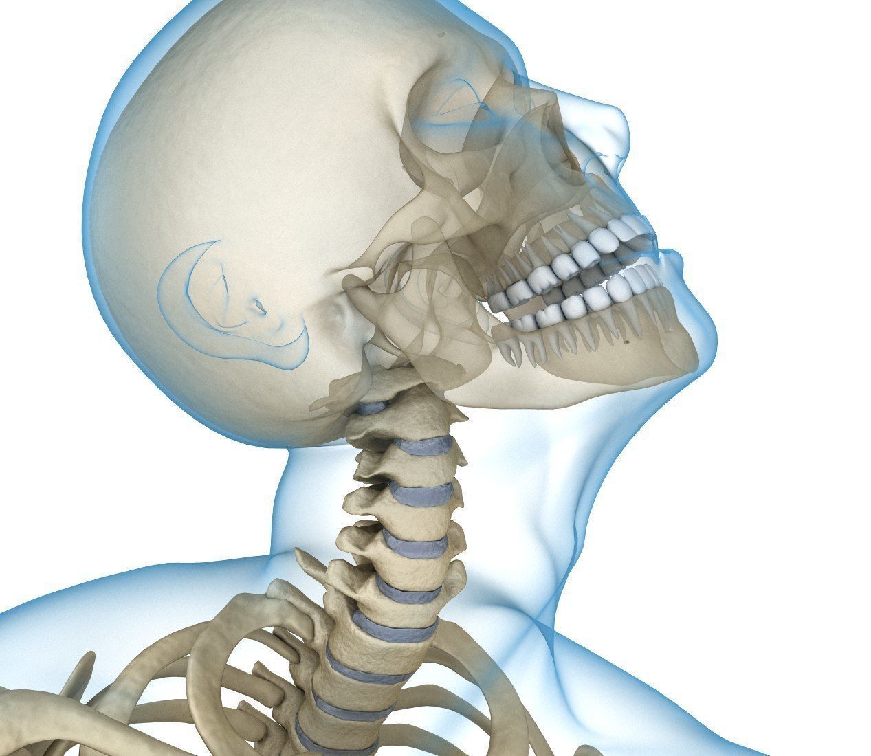 Human Skeleton and body Rigged Anatomy Low-poly 3D model_16