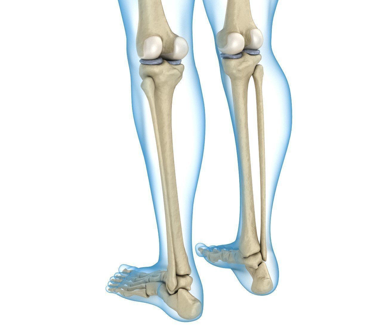 Human Skeleton and body Rigged Anatomy Low-poly 3D model_6