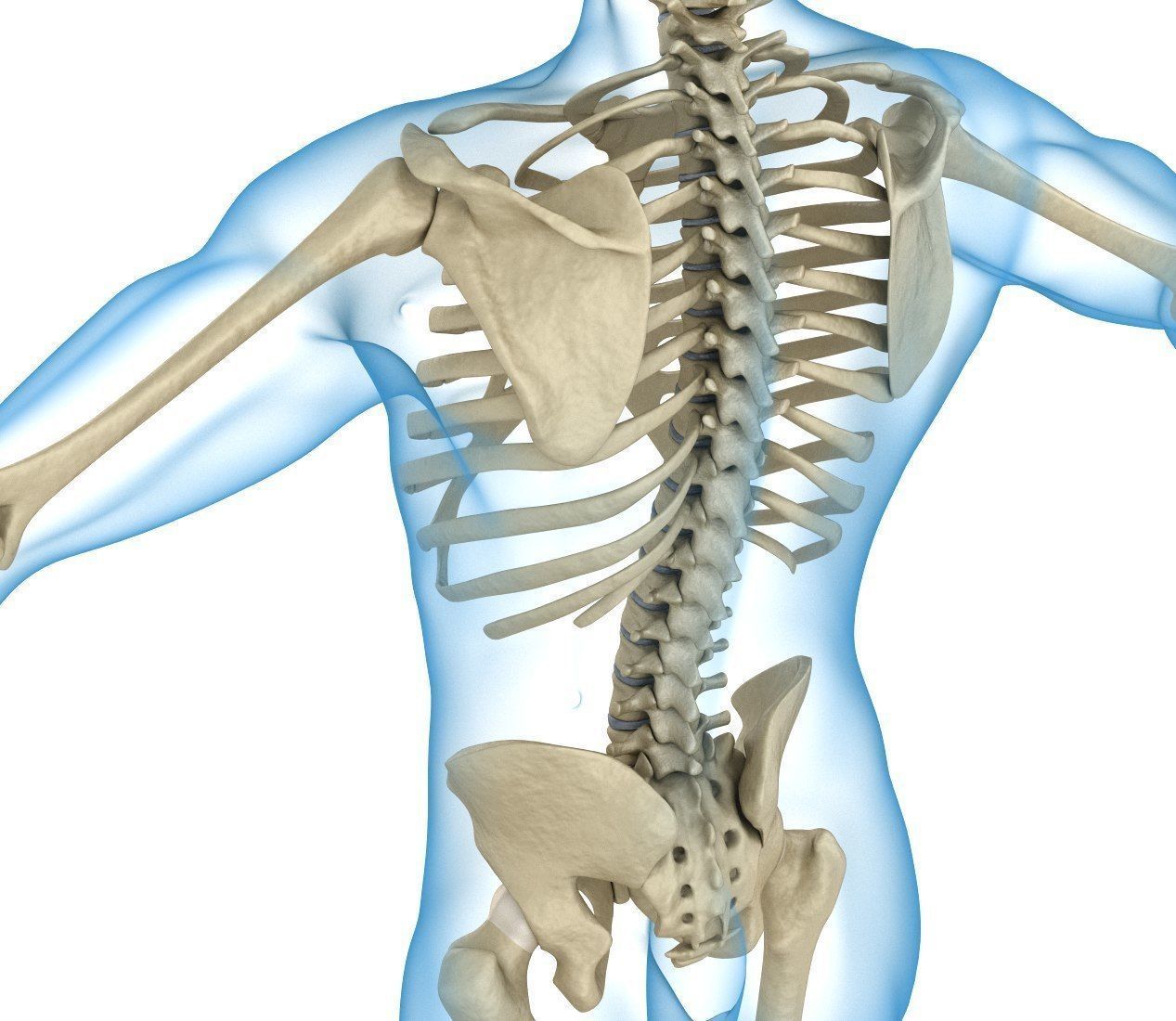 Human Skeleton and body Rigged Anatomy Low-poly 3D model_18