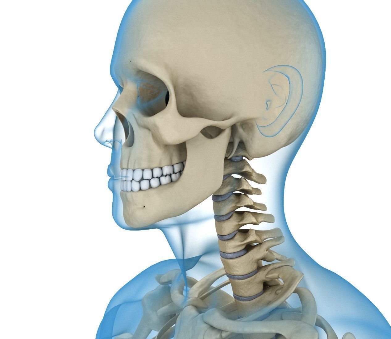 Human Skeleton and body Rigged Anatomy Low-poly 3D model_14