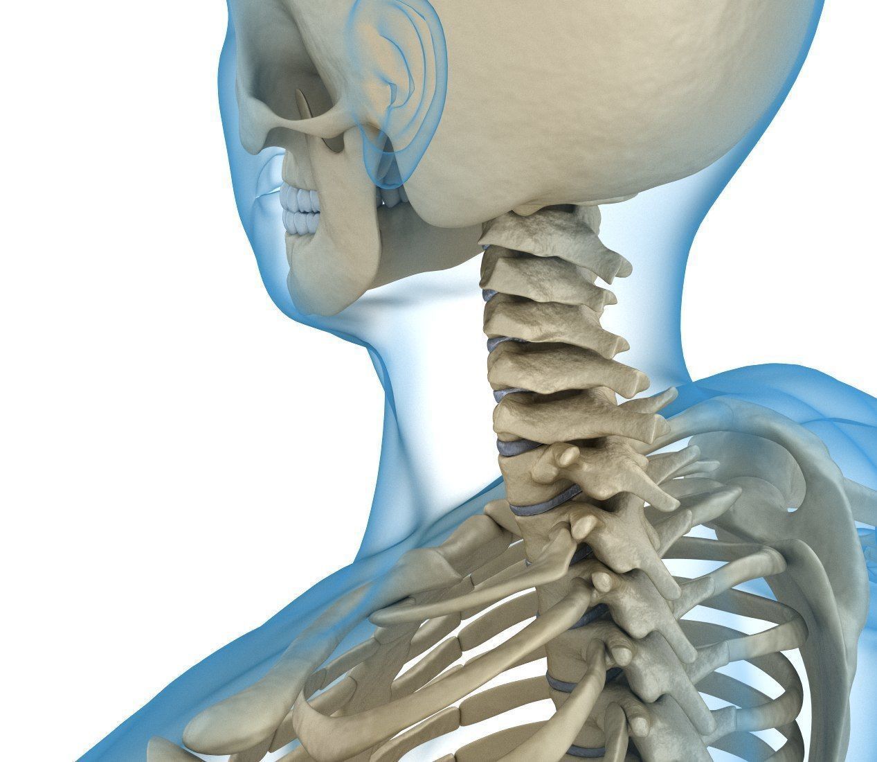 Human Skeleton and body Rigged Anatomy Low-poly 3D model_13