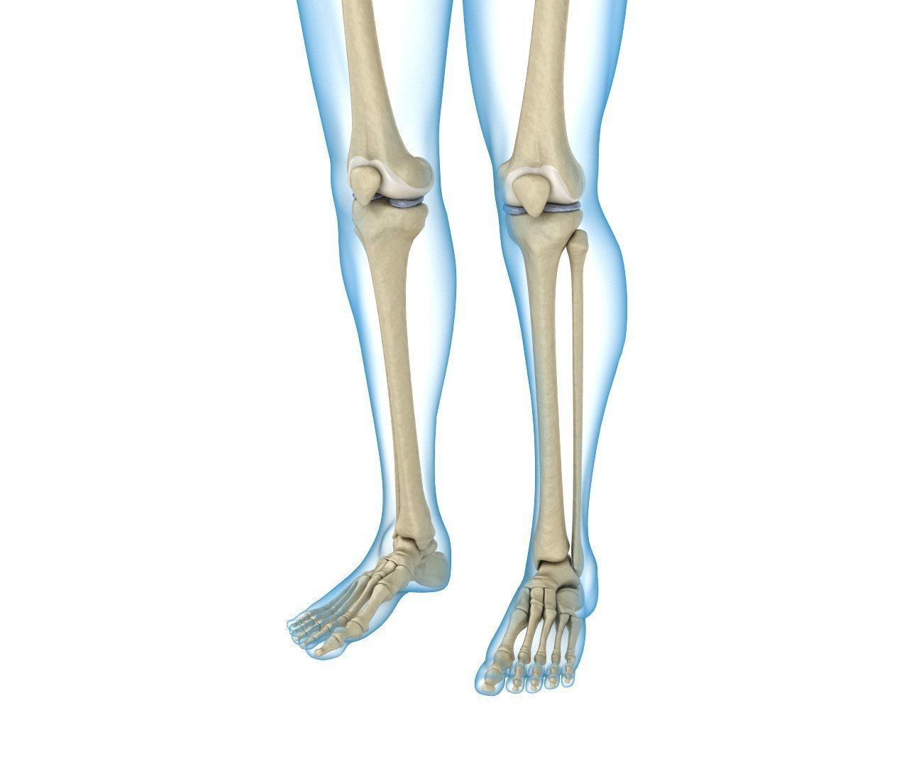 Human Skeleton and body Rigged Anatomy Low-poly 3D model_5