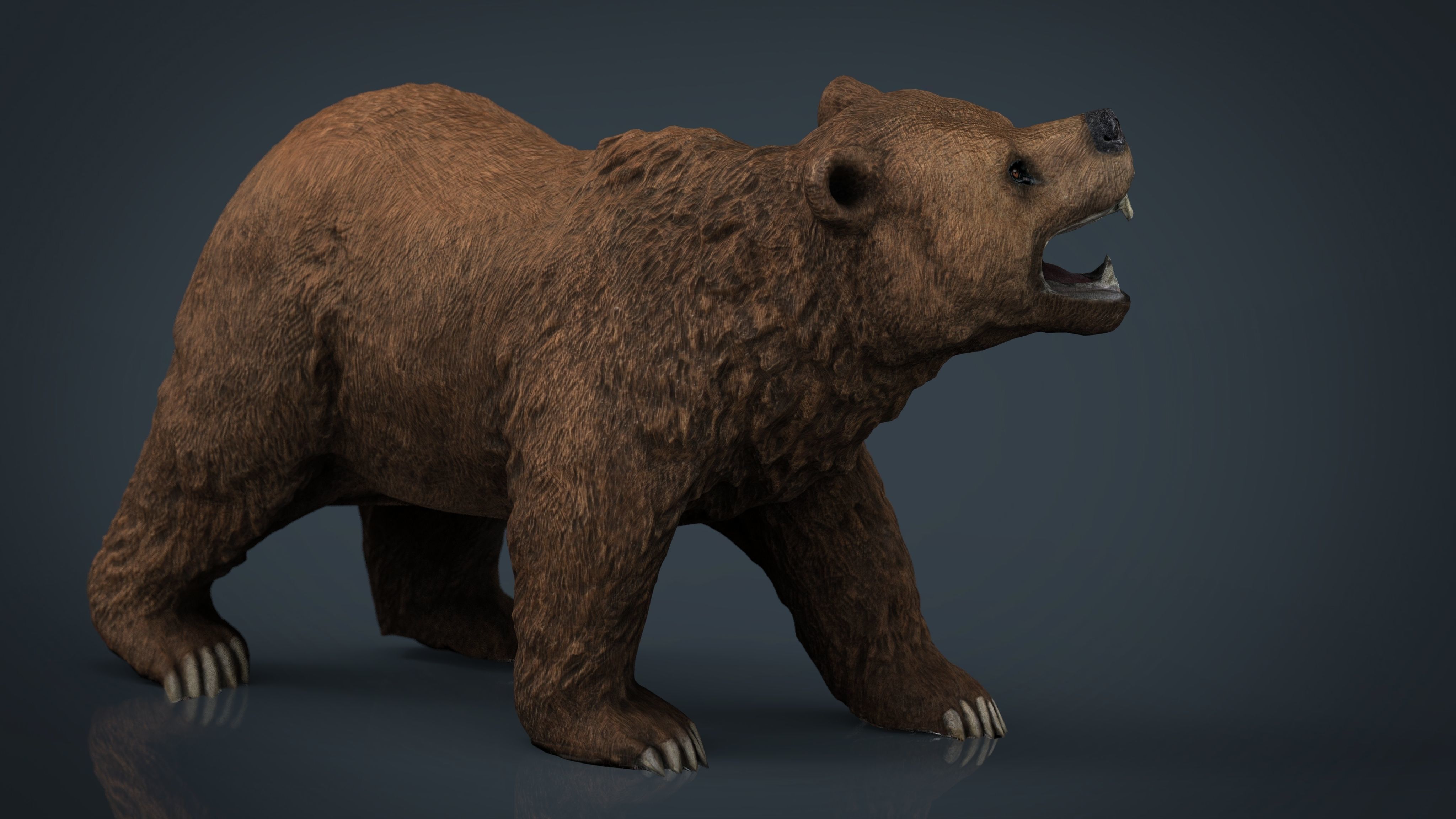 Realistic Bear grizzly Low-poly 3D model_5