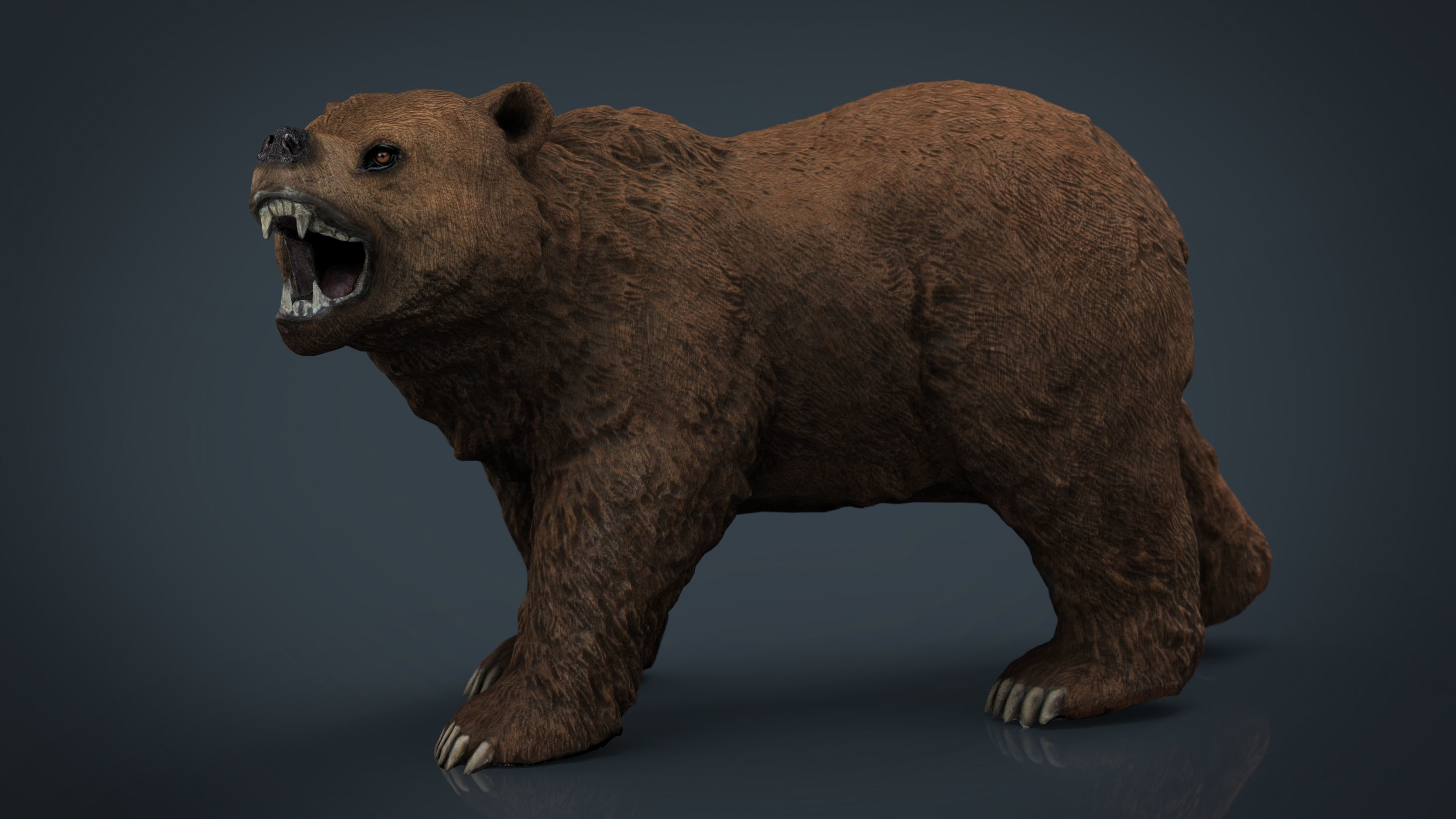 Realistic Bear grizzly Low-poly 3D model_12