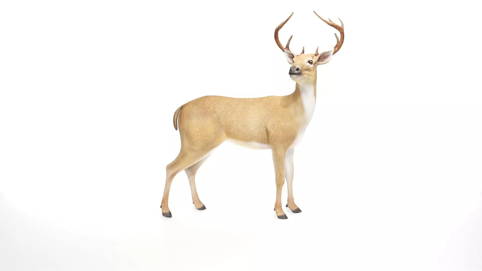 High Quality Deer 3D model