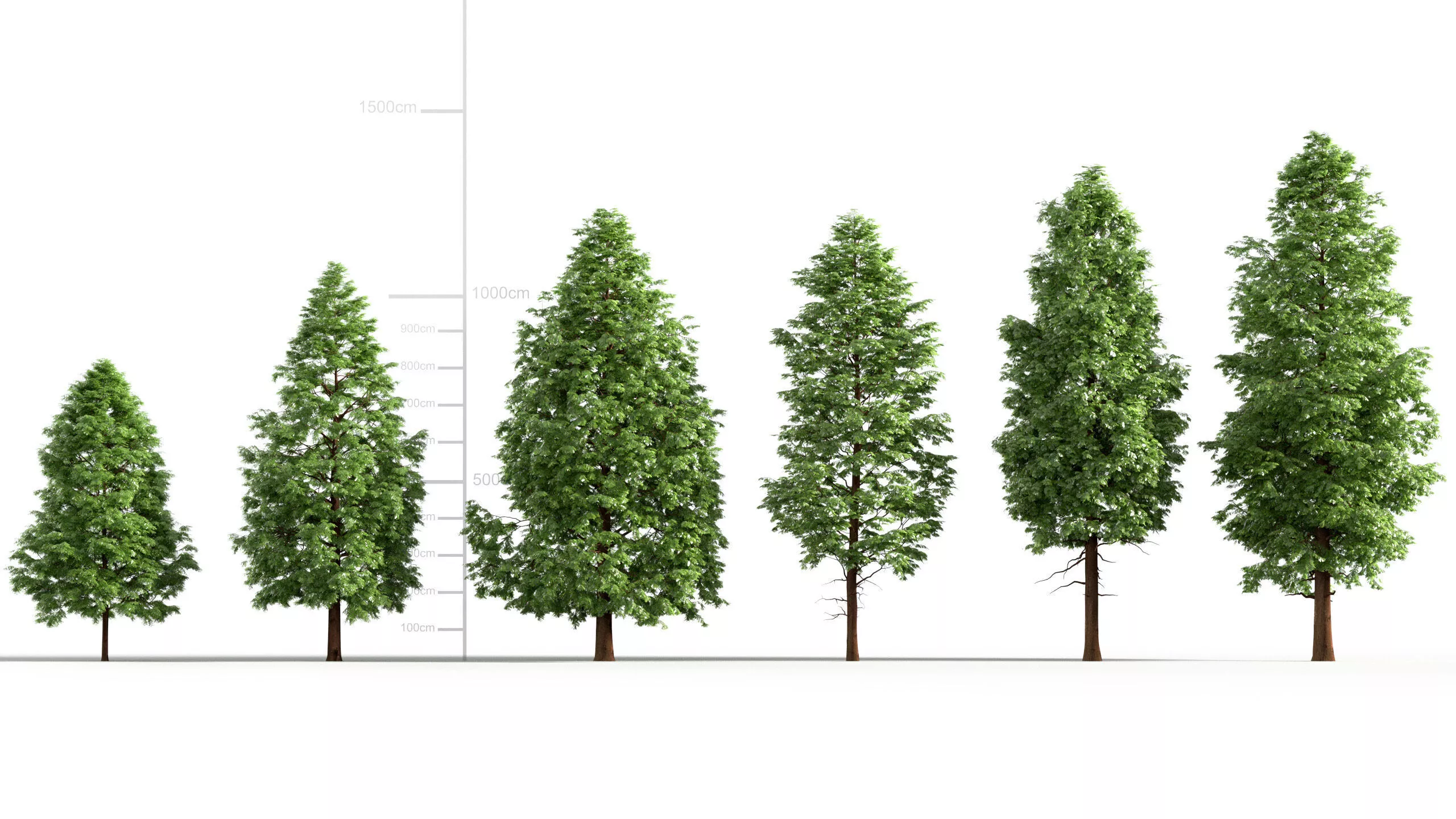 Metasequoia glyptostroboides - Dawn redwood 3D model