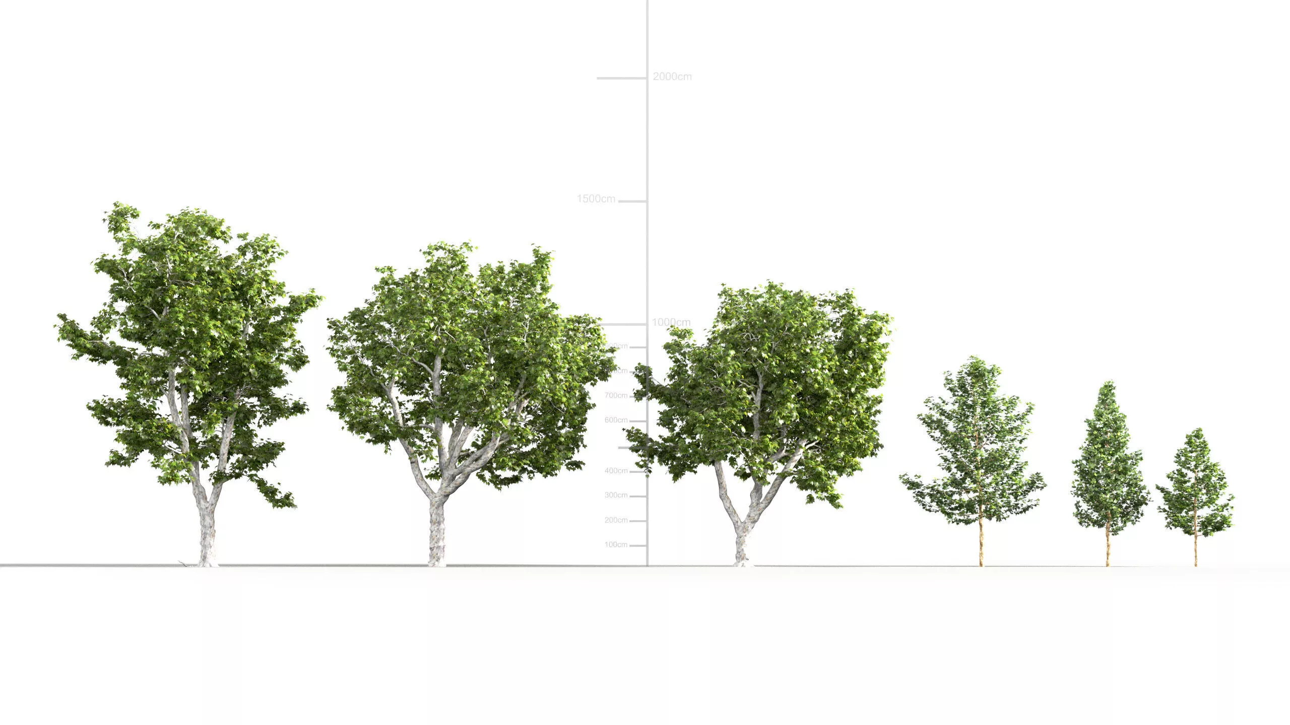 Platanus acerifolia Willd - London planetree 3D model