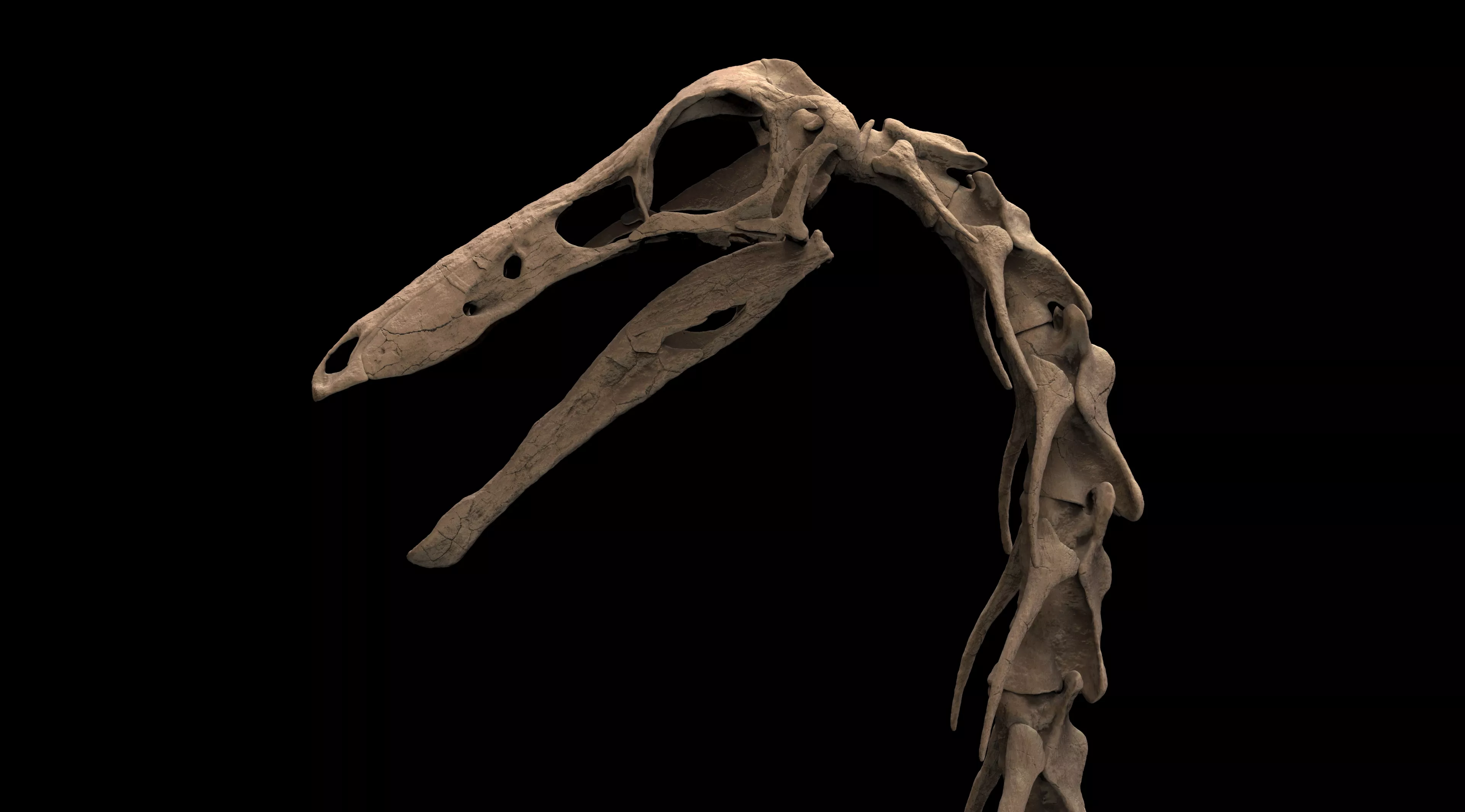 GALLIMIMUS BUST 3D print model