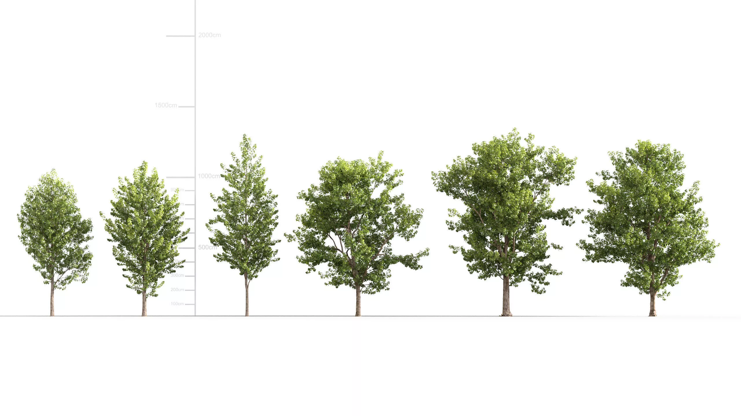 Populus canadensis - Canadian poplar 3D model