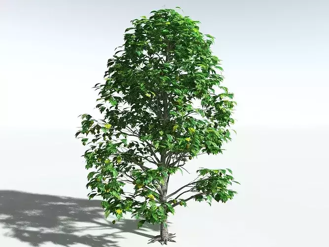 EVERYPlant Breadnut
