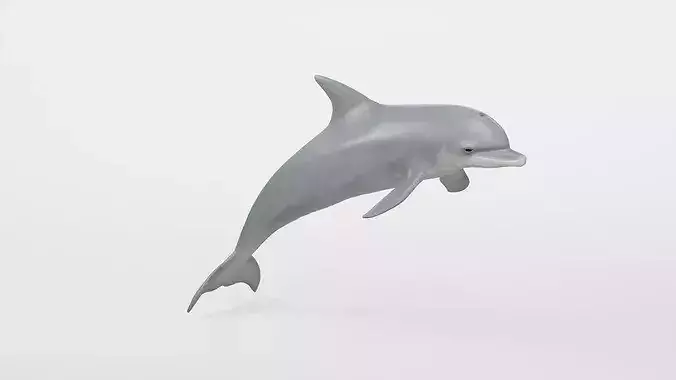 Realistic Dolphin Marine Asset