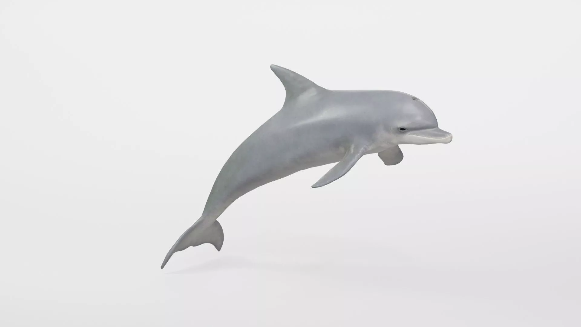 Realistic Dolphin Marine Asset Low-poly 3D model