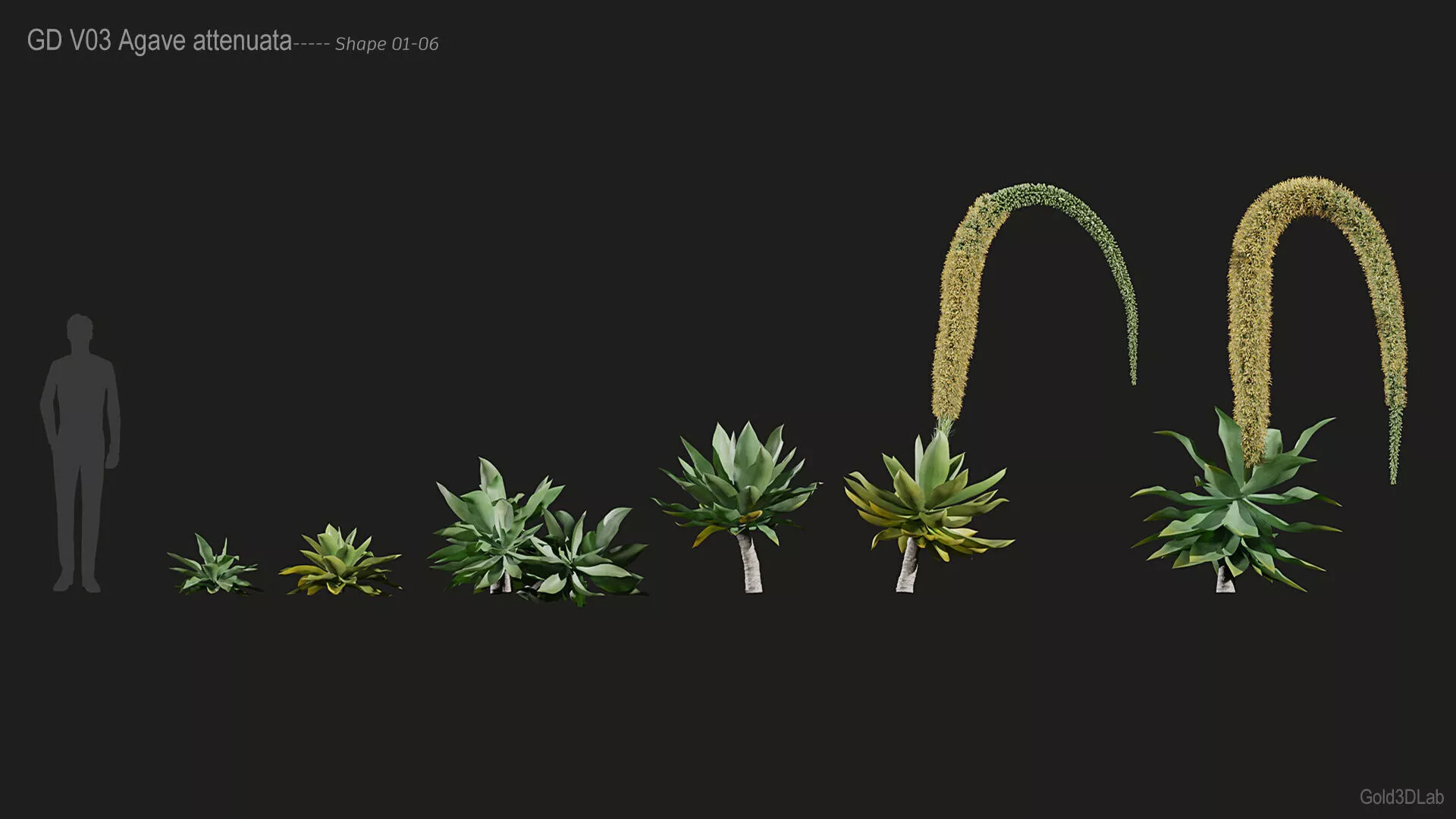 Agave attenuata - Foxtail agave Low-poly 3D model