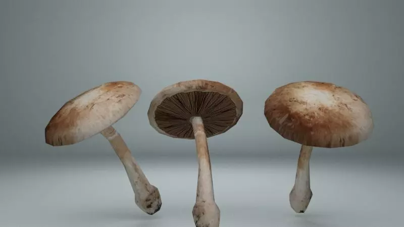 Mushroom 01 Low-poly 3D model