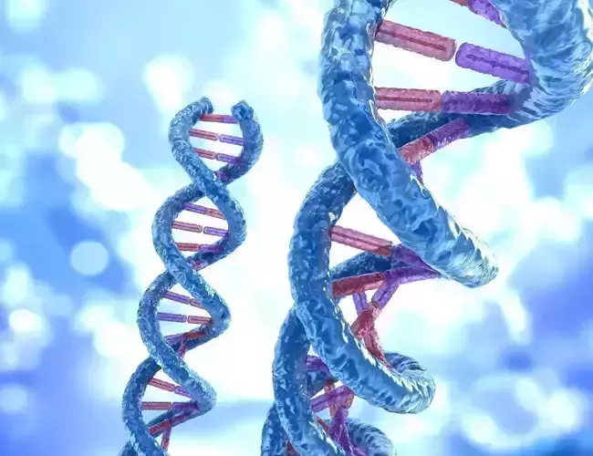 DNA strand molecule concept human anatomy 3D model