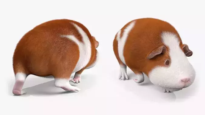 Guinea Pig Fur Set Animated Rigged For Maya 3D model 4