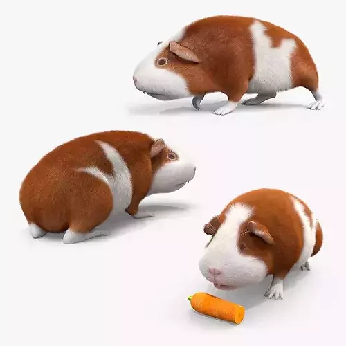 Guinea Pig Fur Set Animated Rigged For Maya 3D model