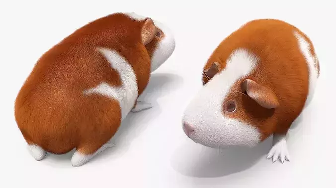 Guinea Pig Fur Set Animated Rigged For Maya 3D model 5