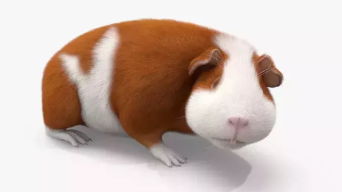 Guinea Pig Fur Set Animated Rigged For Maya 3D model 7