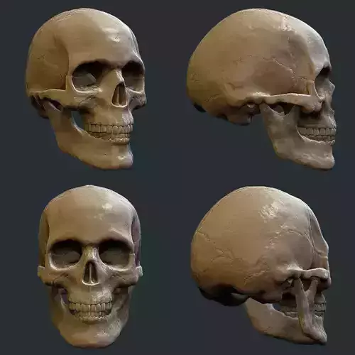 skull human