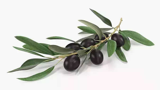 Olive Branch with Black Olives Resting 3D model 5