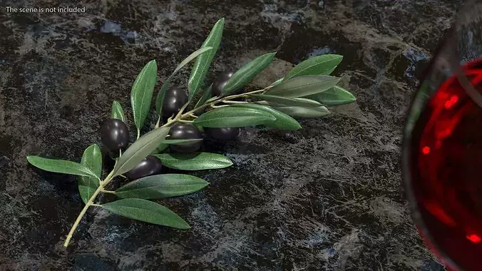 Olive Branch with Black Olives Resting 3D model 4
