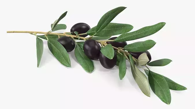 Olive Branch with Black Olives Resting 3D model 7