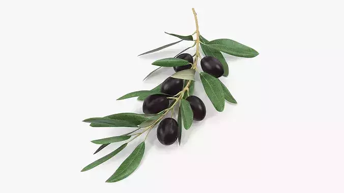 Olive Branch with Black Olives Resting 3D model