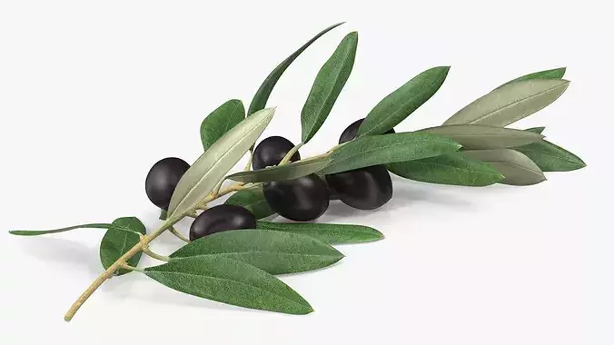 Olive Branch with Black Olives Resting 3D model 6