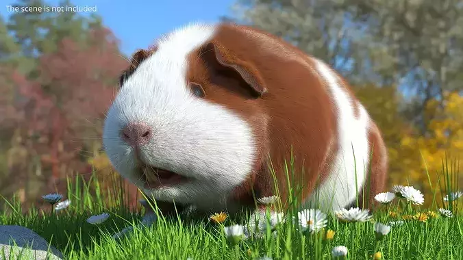 Guinea Pig Eating Fur Animated Rigged For Maya 3D model 2