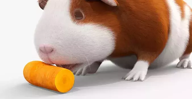 Guinea Pig Eating Fur Animated Rigged For Maya 3D model 4
