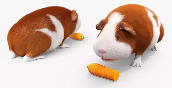 Guinea Pig Eating Fur Animated Rigged For Maya 3D model 3