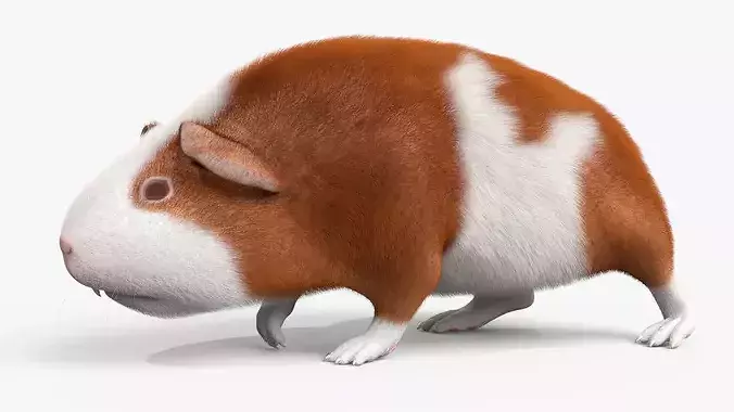 Guinea Pig Eating Fur Animated Rigged For Maya 3D model 7