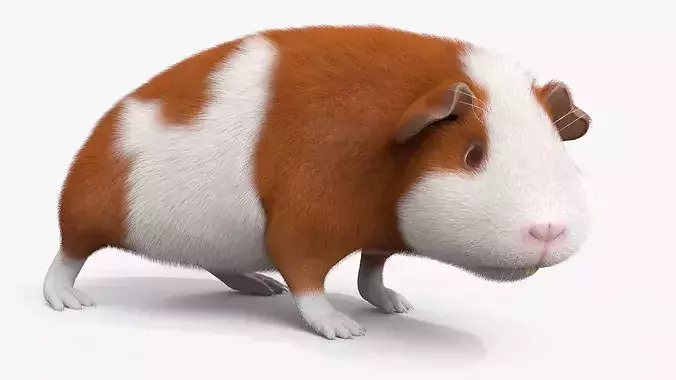 Guinea Pig Eating Fur Animated Rigged For Maya 3D model