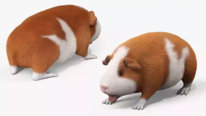 Guinea Pig Eating Fur Animated Rigged For Maya 3D model 6
