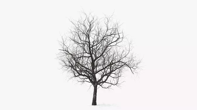 Winter Cherry Blossom Tree 3D model 4