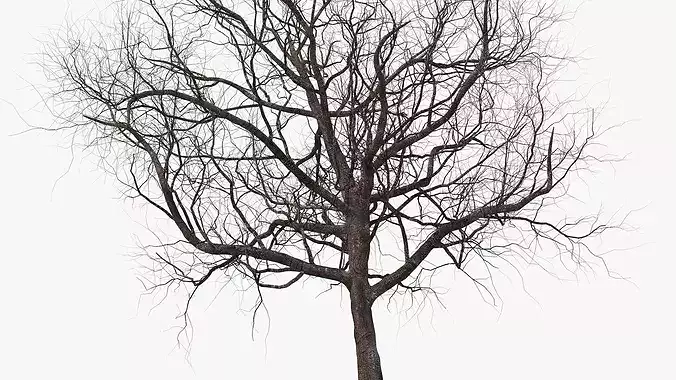 Winter Cherry Blossom Tree 3D model 7