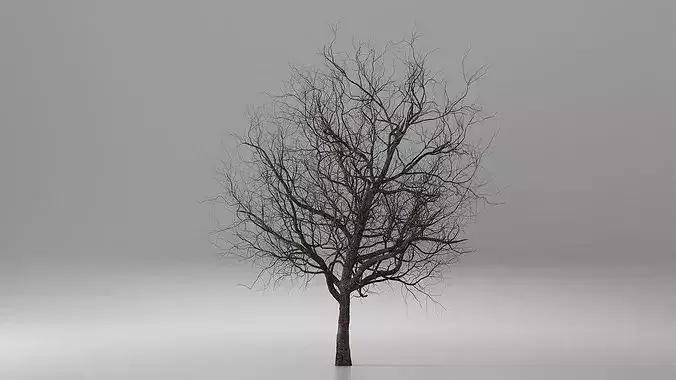 Winter Cherry Blossom Tree 3D model 3