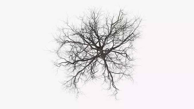 Winter Cherry Blossom Tree 3D model 6