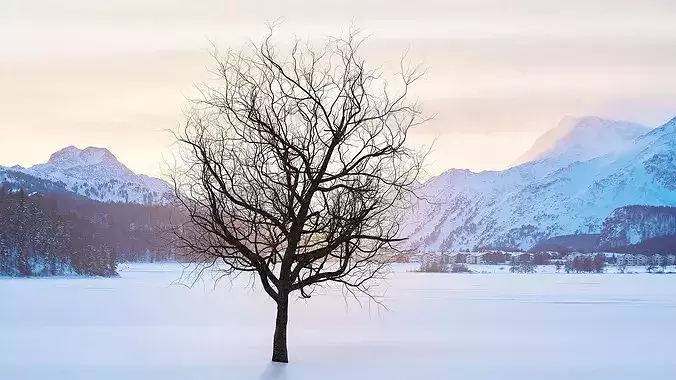 Winter Cherry Blossom Tree 3D model