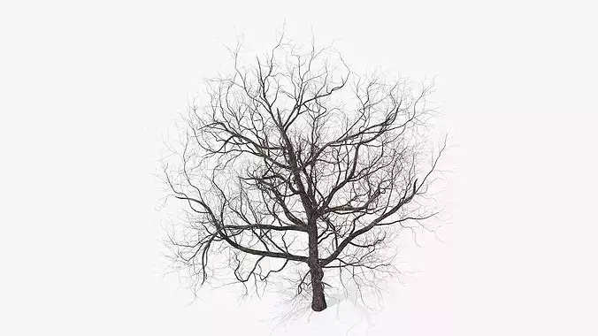 Winter Cherry Blossom Tree 3D model 5