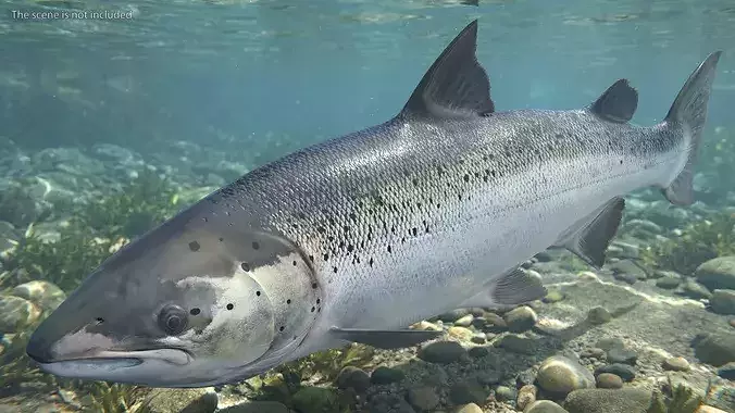 Atlantic Salmon For Blender 3D model 2