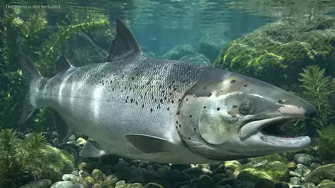 Atlantic Salmon For Blender 3D model