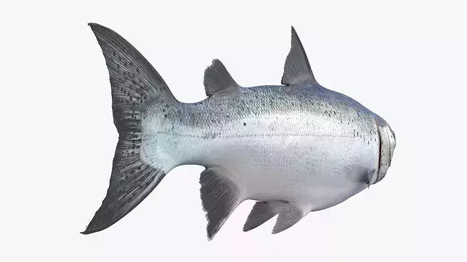 Atlantic Salmon For Blender 3D model 3
