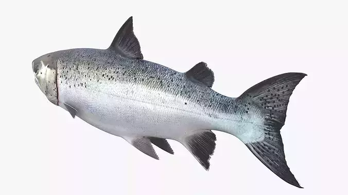 Atlantic Salmon For Blender 3D model 4