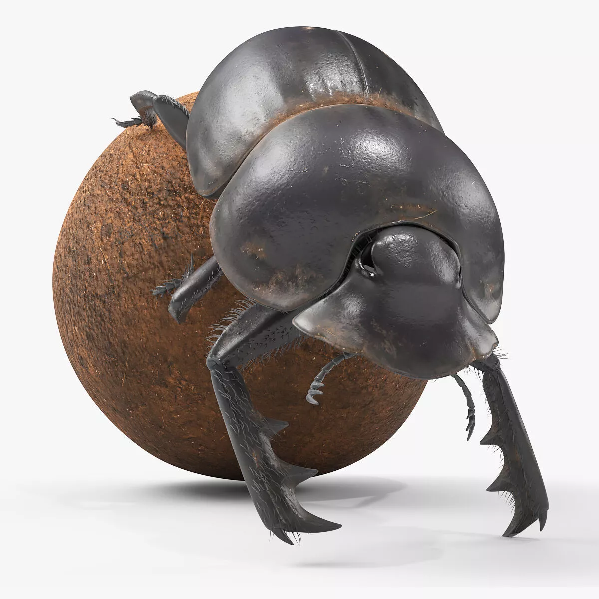 Roller Beetle Pushing Sphere Fur Animated Rigged For Maya 3D model