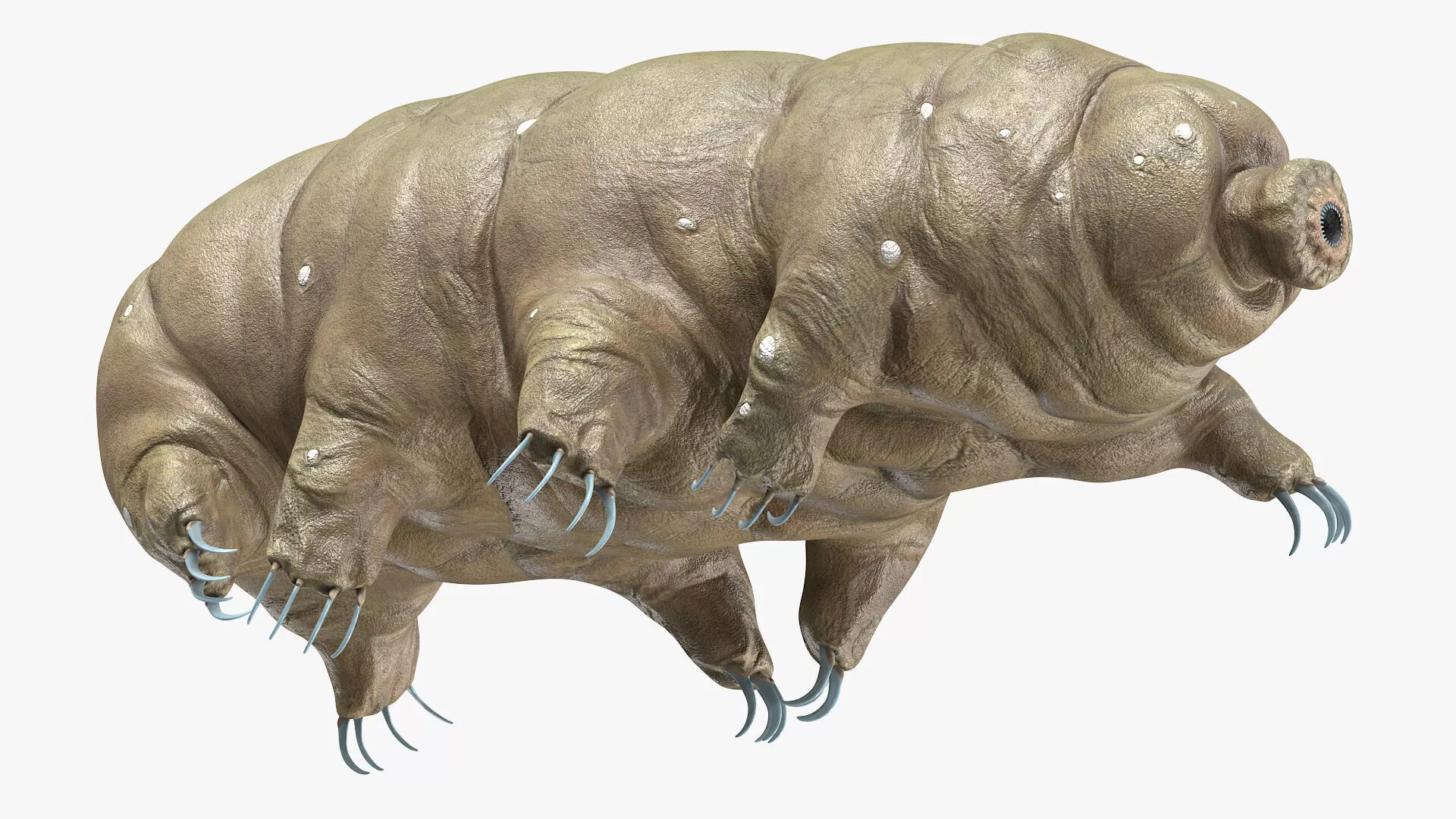 Animal Tardigrade Walking Animated Rigged For Maya 3D model