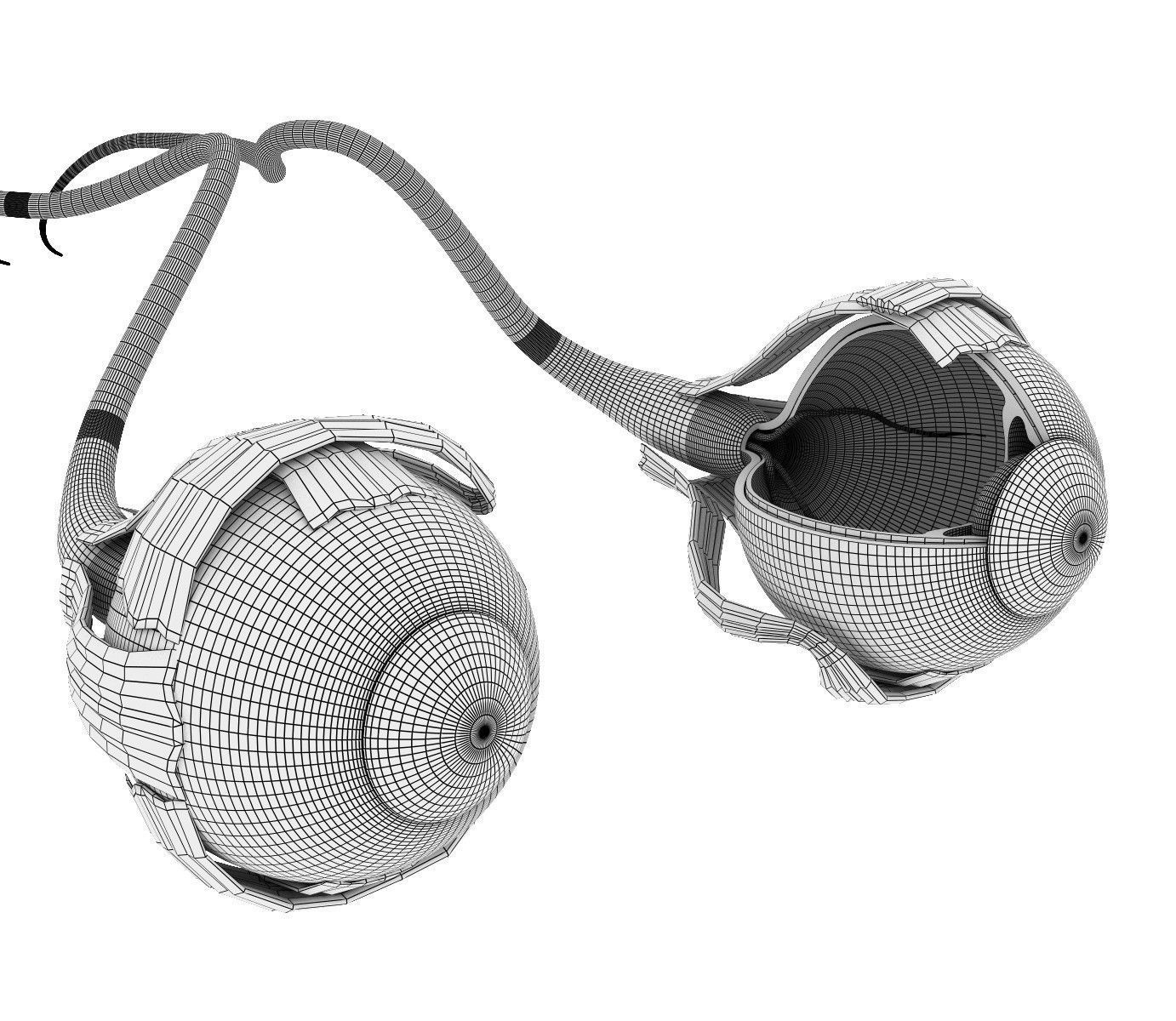 Eye anatomy - inner structure  3D model_15